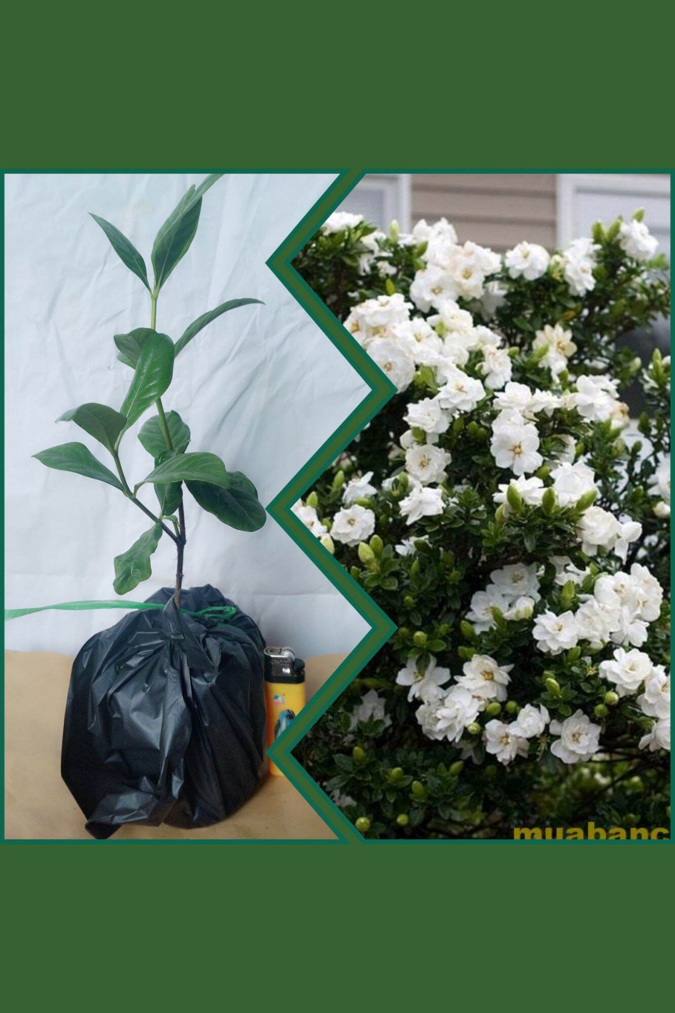 Cây giống hoa Dành Dành cánh kép Bạch Thiên Huong