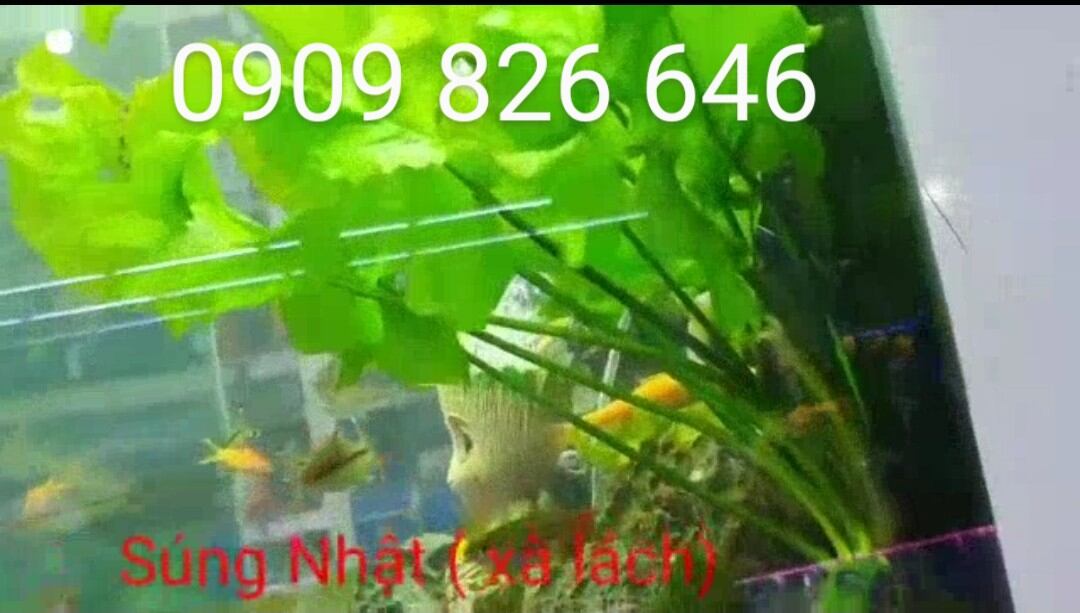 Cây thủy sinh Xà lách Nhật