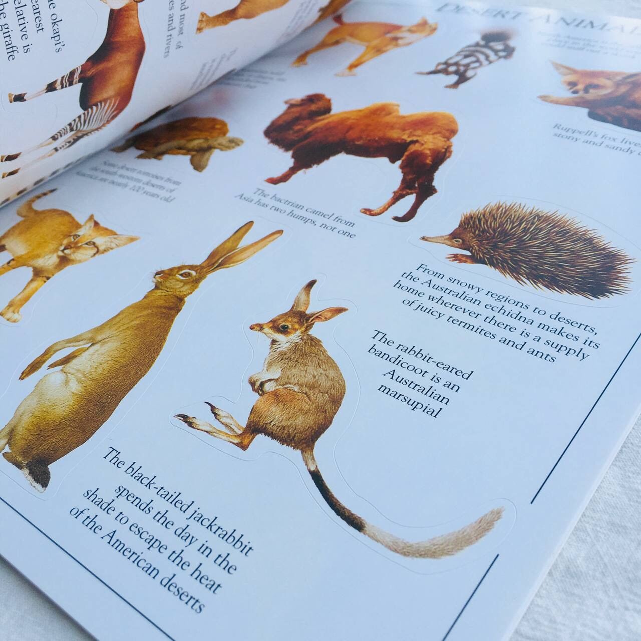 Sách Animal Ultimate Sticker Book - Ultimate Stickers (Paperback) (ISBN 9781405304450)