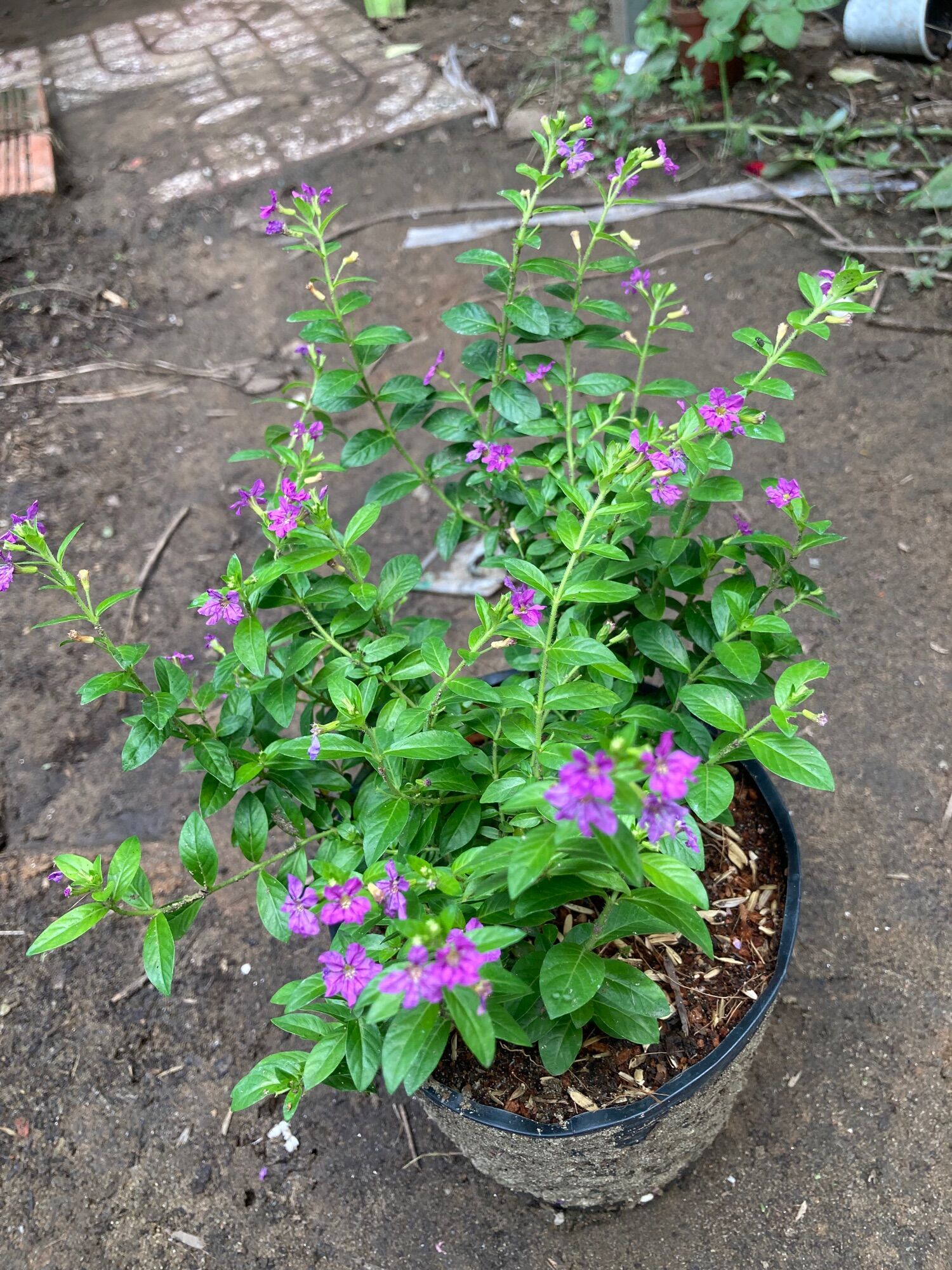 Cẩm tú mai hoa quanh năm, dể trồng