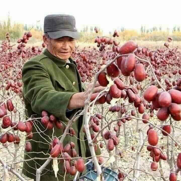 0,5kg táo đỏ , quả chắc,  nhiều thịt,  ngọt