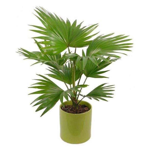 CÂY GIỐNG CỌ CẢNH ĐỂ BÀN SIÊU LÙN