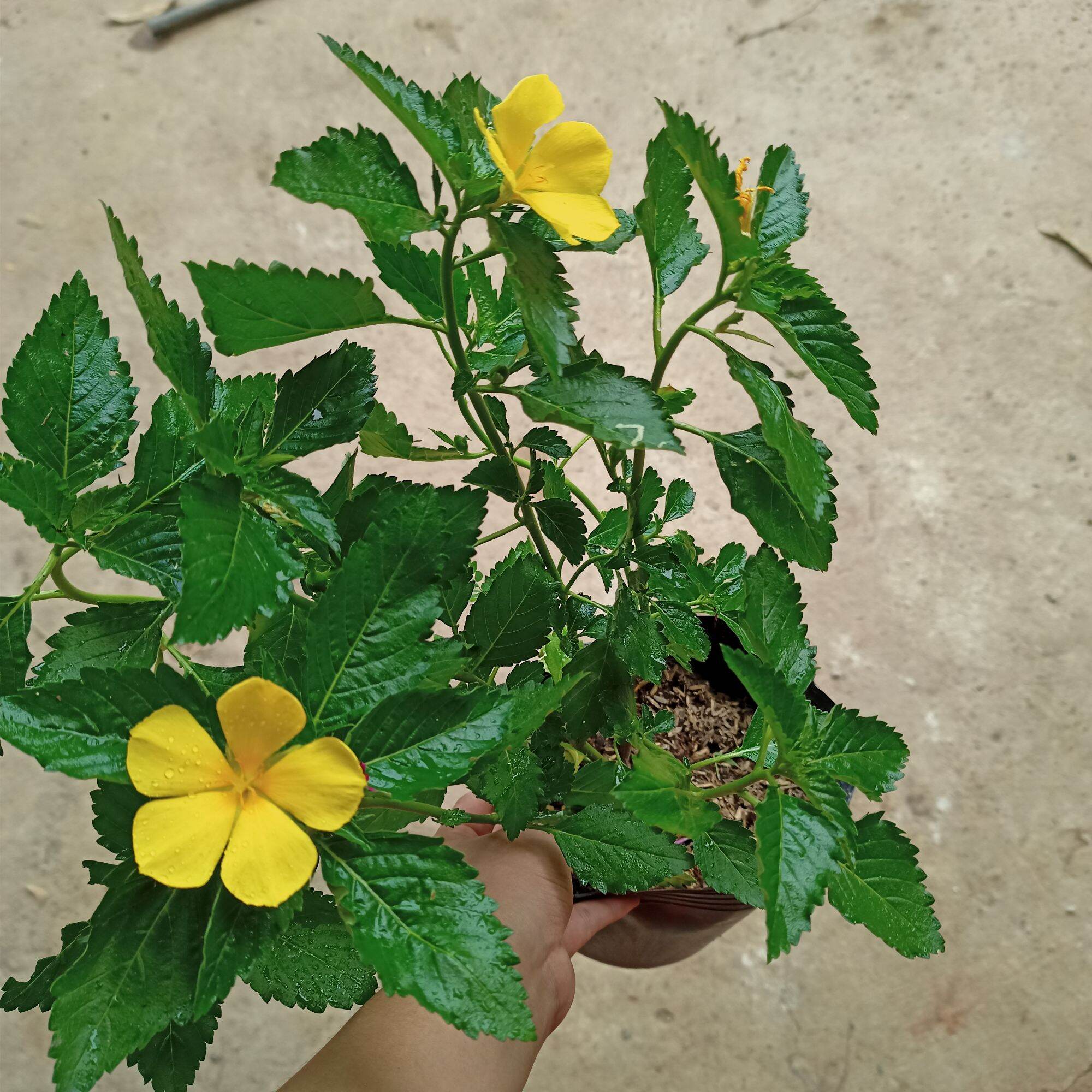 Chậu cây hoa đông hầu vàng, dừa vàng