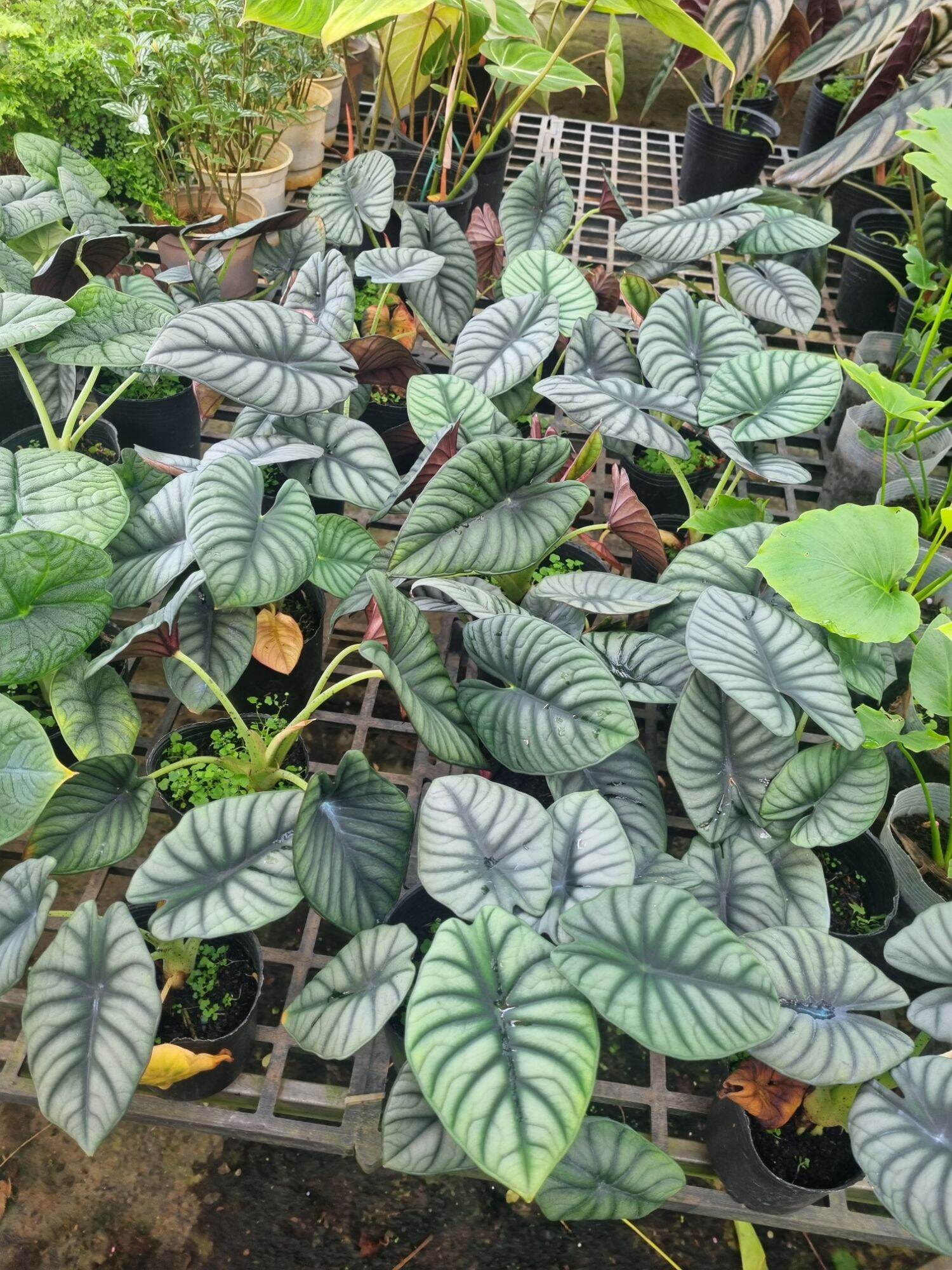 Cây Alocasia Nebula