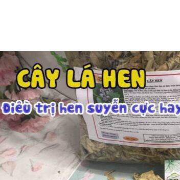 Cây lá hen khô 1KG (Cây bồng bồng)