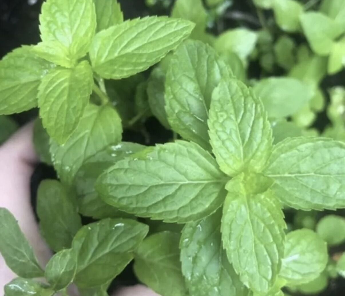 Chậu rau bạc hà Âu Basil mint