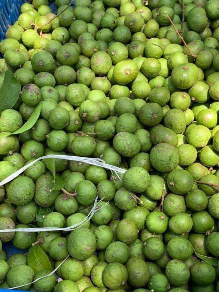 Hủ 1kg Sấu ngâm đường (thức uống giải khát)