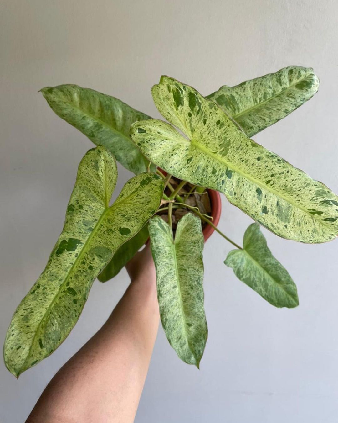 Cây Philodendron Paraiso Verde Variegated