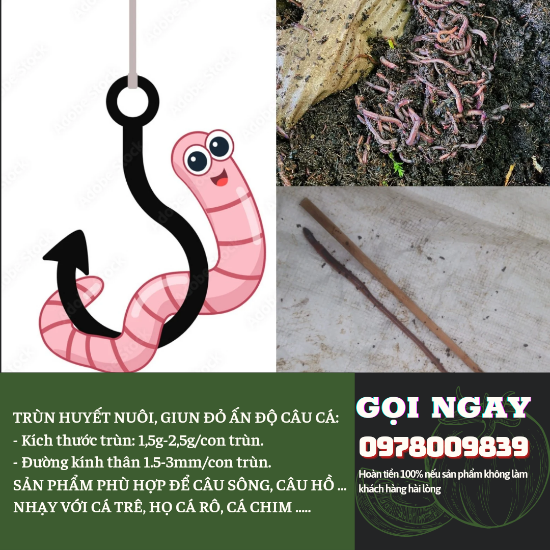 [HCM]TRÙN CÂU CÁ (GIUN ĐỎ ẤN ĐỘ)