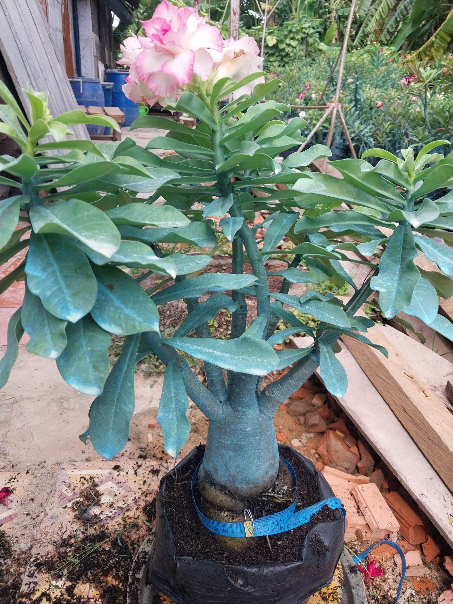 Sứ Thái ghép Củ rất to nhiều mặc hoa ( sip nhổ cây chỉ giao cây sứ )
