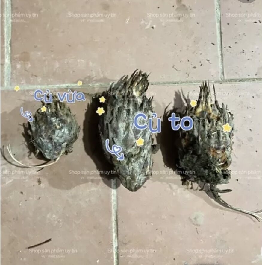 Vạn tuế trồng kiểng