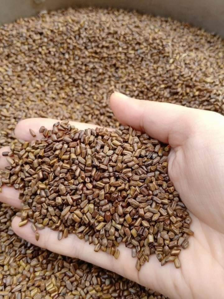 5 kg thảo quyết minh ( hạt muồng)