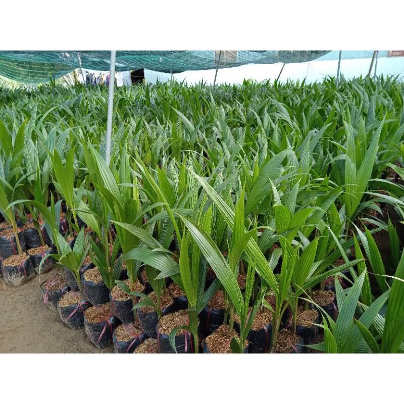 Dừa xiêm xanh lùn giống chuẩn