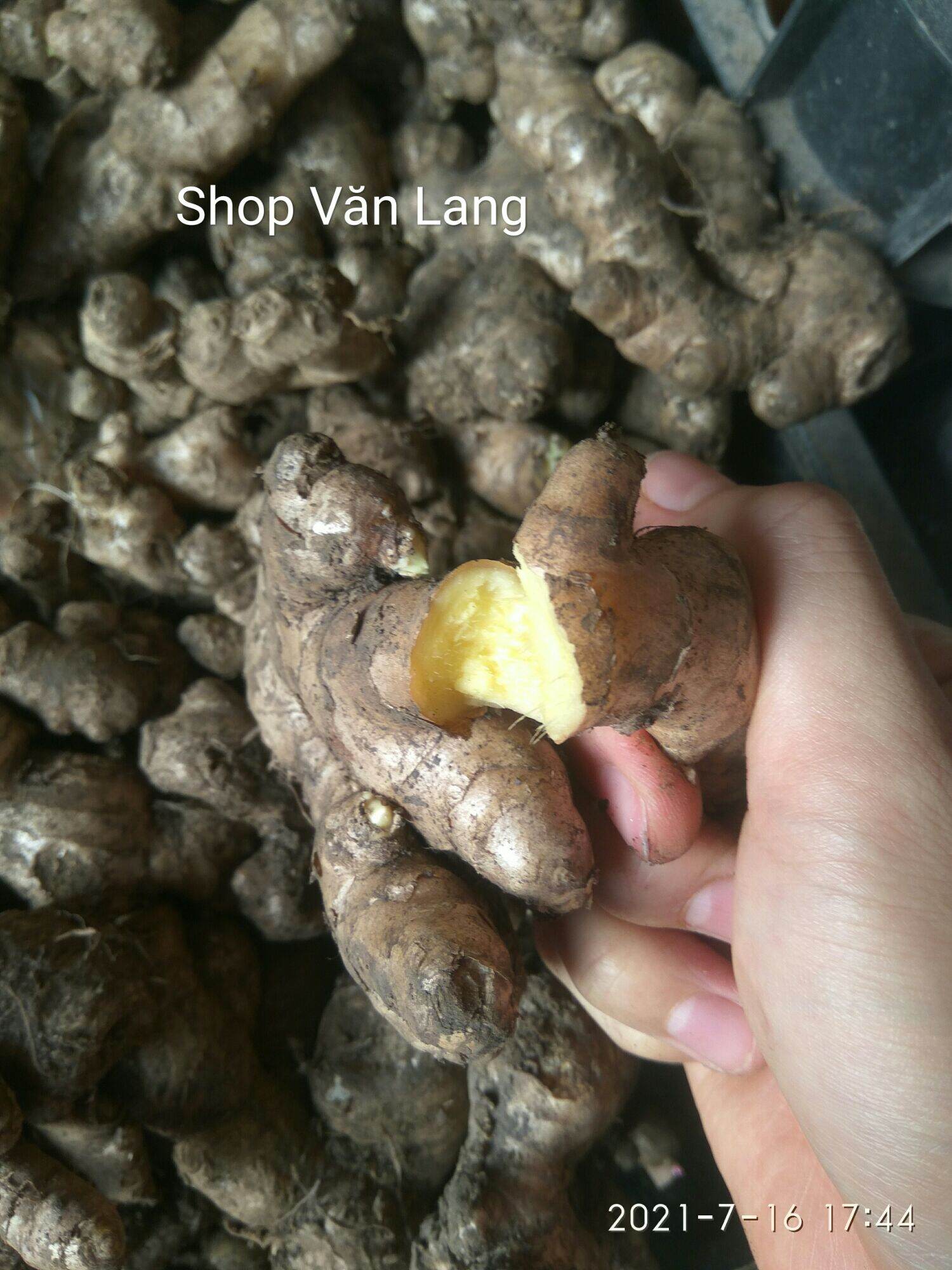 Gừng già cay, Gừng tươi cay thơm ngon túi 500g