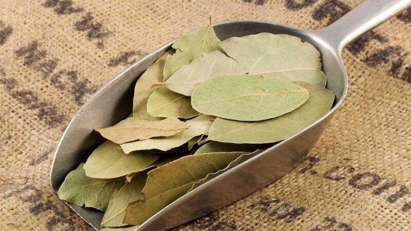 Lá nguyệt quế nấu ăn 100gr