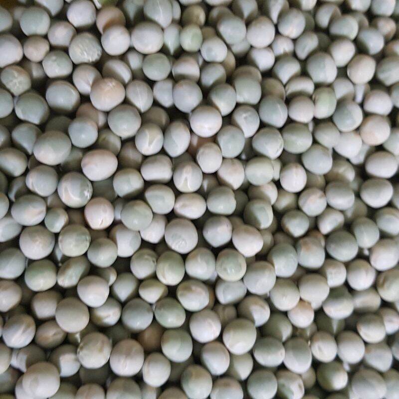 ĐẬU HÀ LAN 1KG LÀM RAU MẦM, LÀM SỮA HẠT