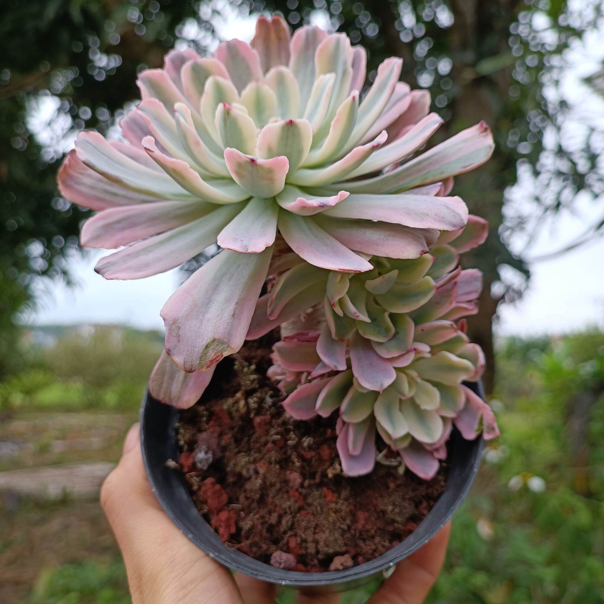 Sale 50%-sen đá var cổ thụ rất đẹp.