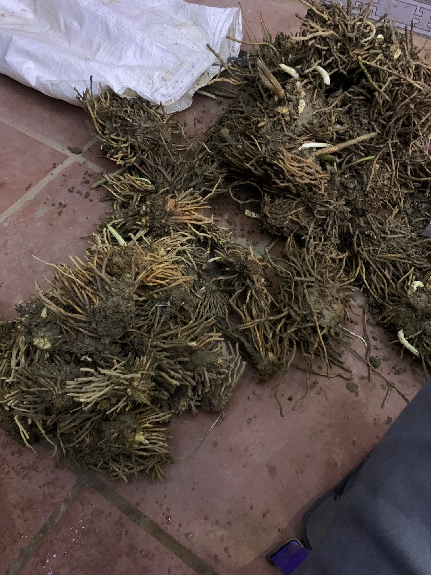 Gốc măng tây hàng đẹp