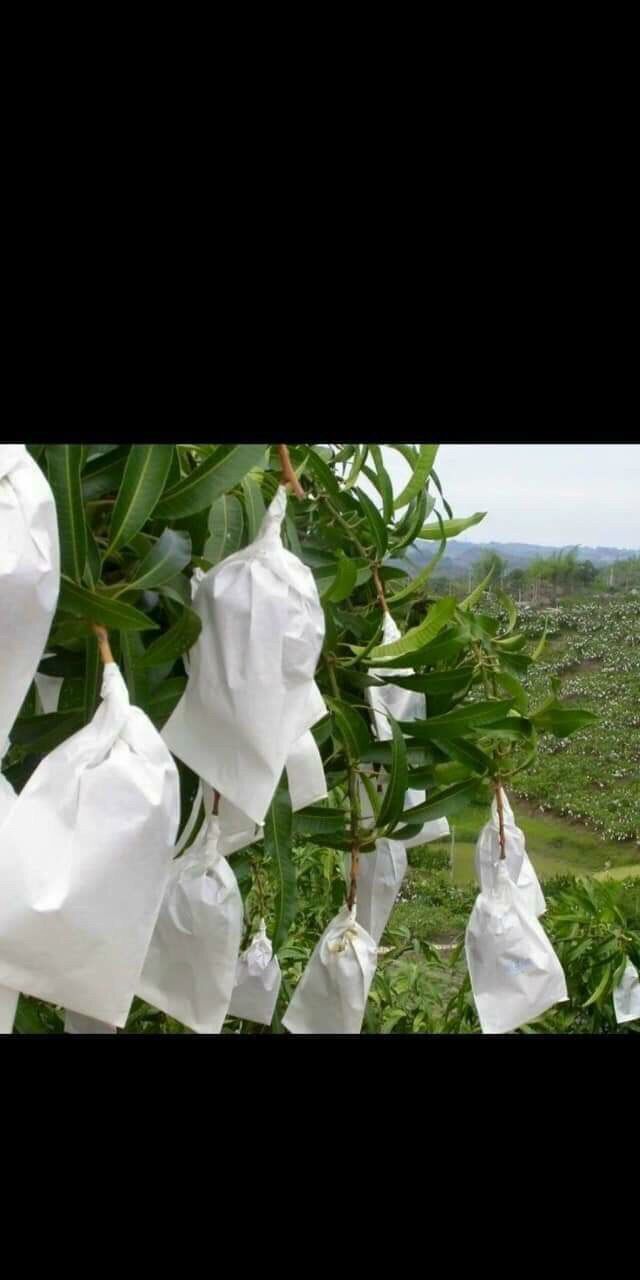 100 bọc xoài giấy Đài Loan 22x33cm