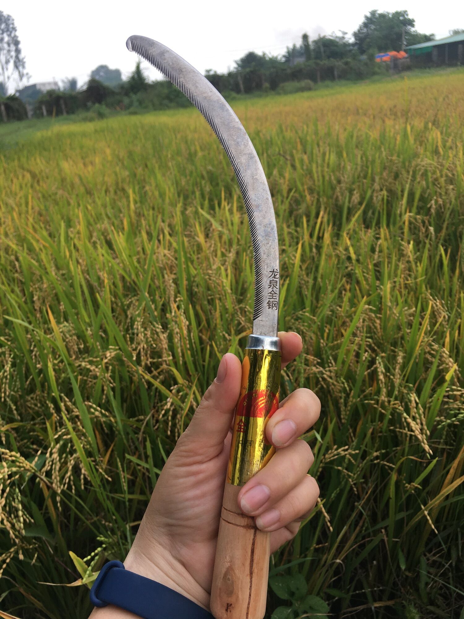 SET 5 LIỀM CÁN GỖ SIÊU BÉN CẮT DỪA, CỎ VOI...