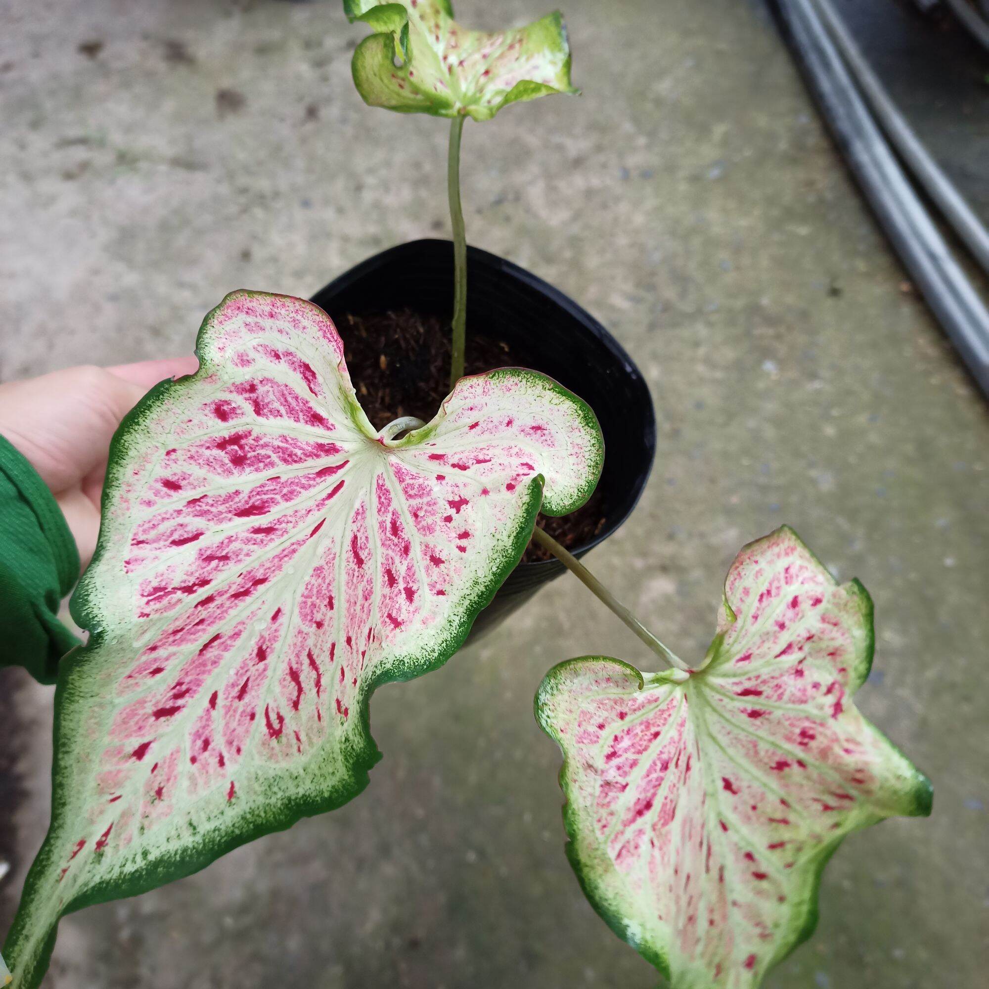 Cây môn dưa hấu - watermelon caladium