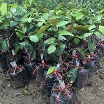 vú sữa Bơ Hồng mơ