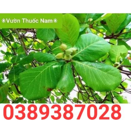 1kg lá Bàng tươi