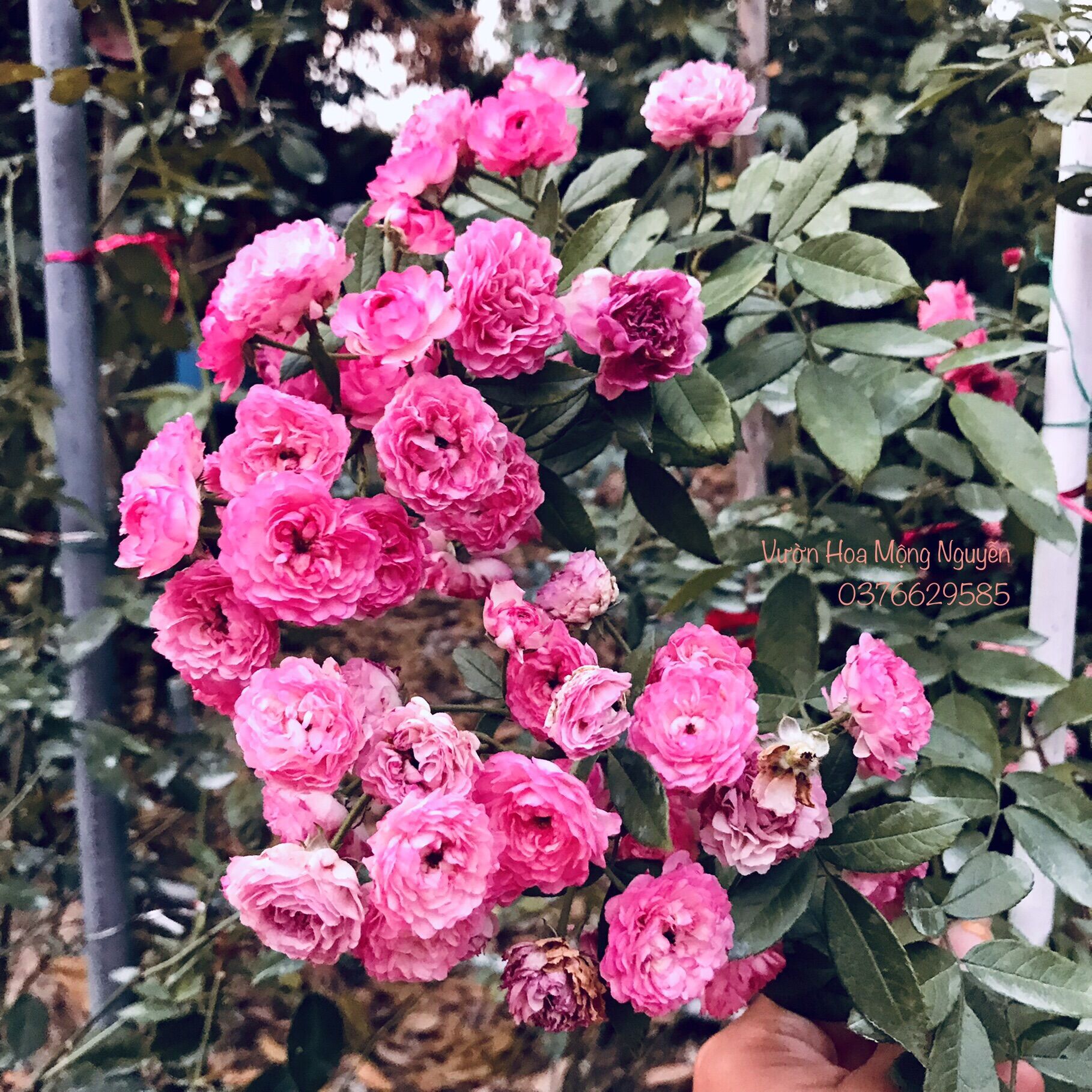 Hoa hồng ngoại Vineyard Song Rose - hoa chùm, hoa thơm