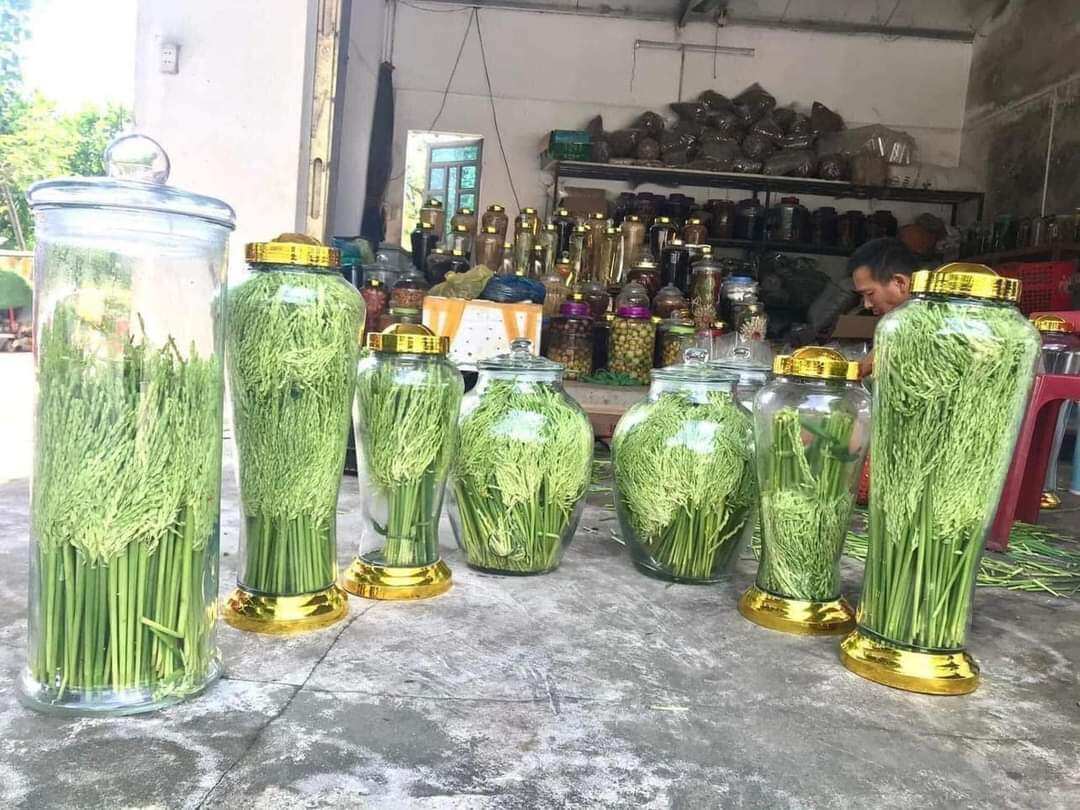 Đòng đòng nếp Cái hoa vàng