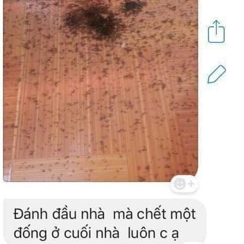 thuốc diệt kiến 🐜🐜🐜 sinh học loại đậm đặc