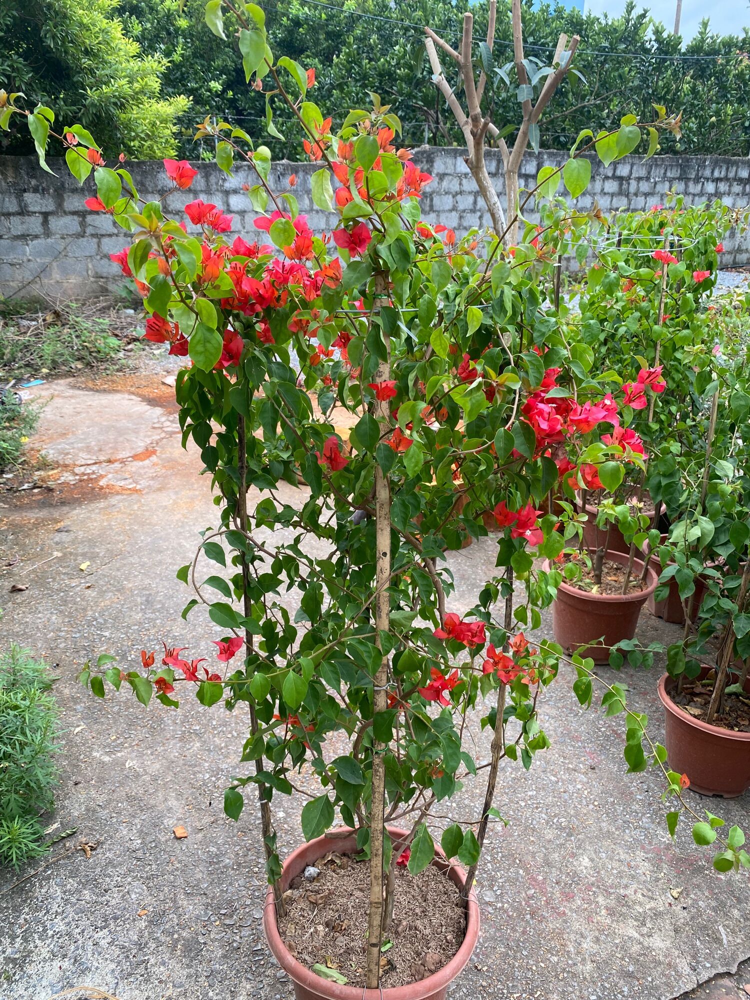 Đỏ cờ thái lan lá nhỏ siêu hoa .
