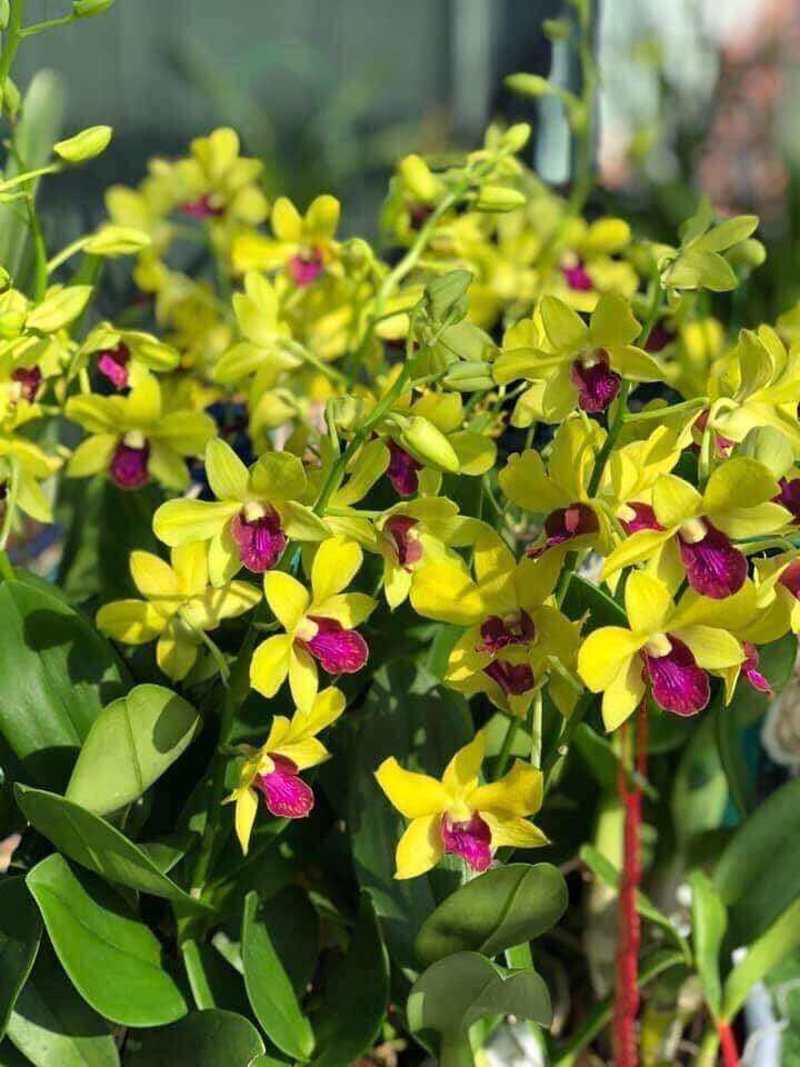 Dendro thiên lan vườn thanh lý
