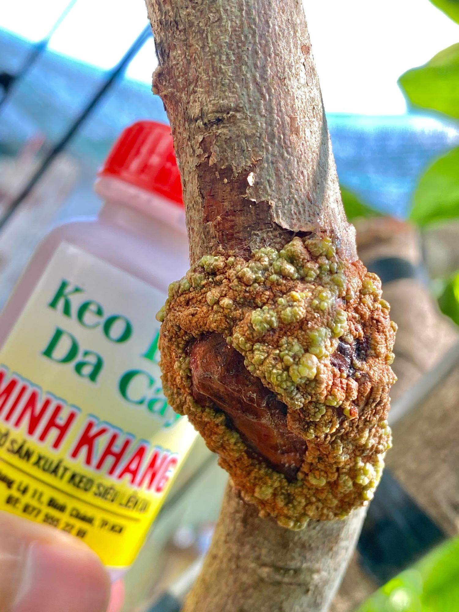 Keo Liền Da Minh Khang Chính Hãng