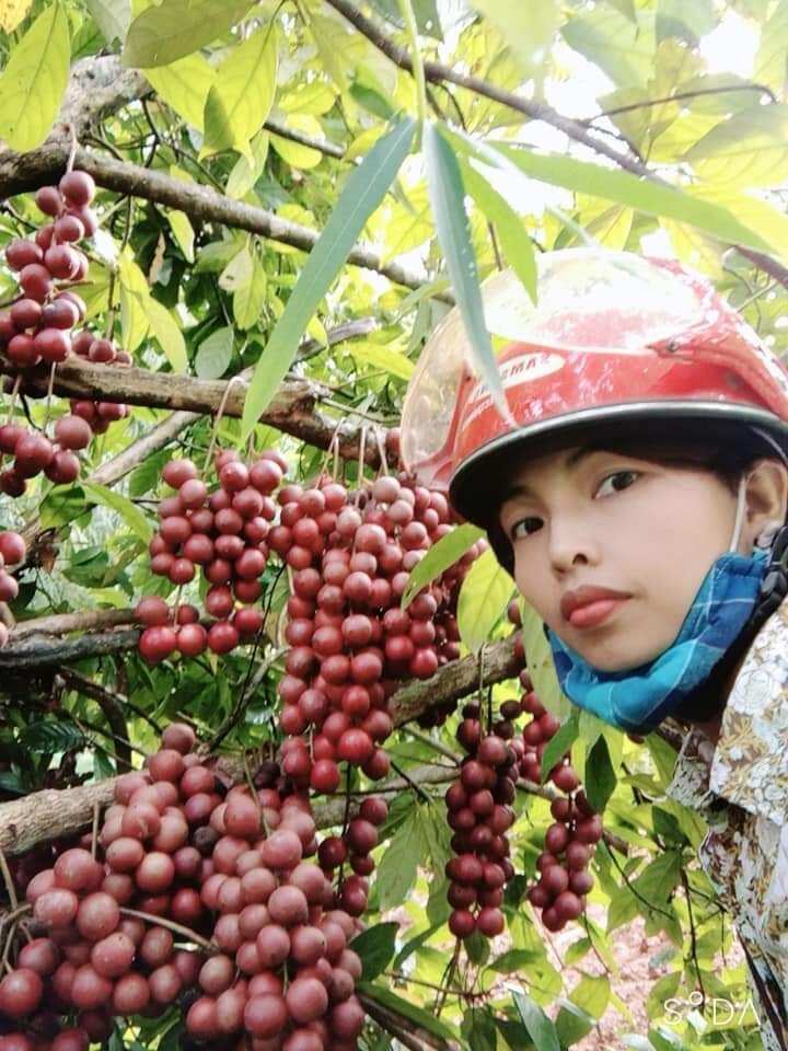 Cây giống dâu da