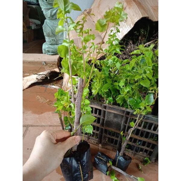5 CÂY HOA GIẤY MIX ĐỦ MÀU