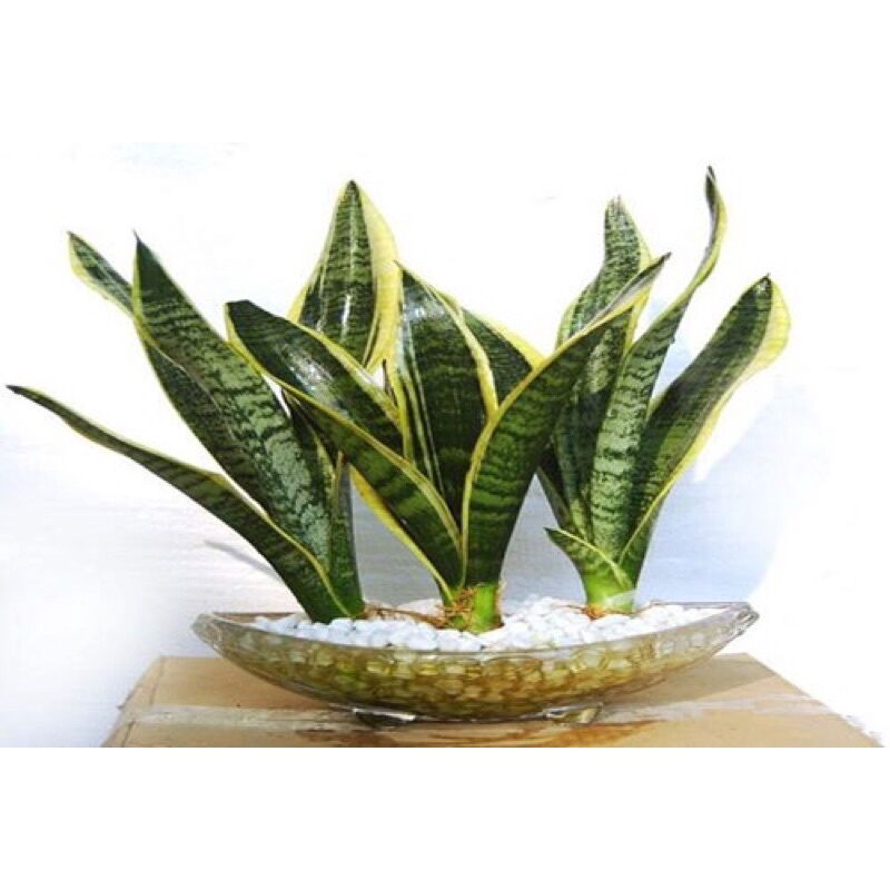 Cây lưỡi hổ viền vàng