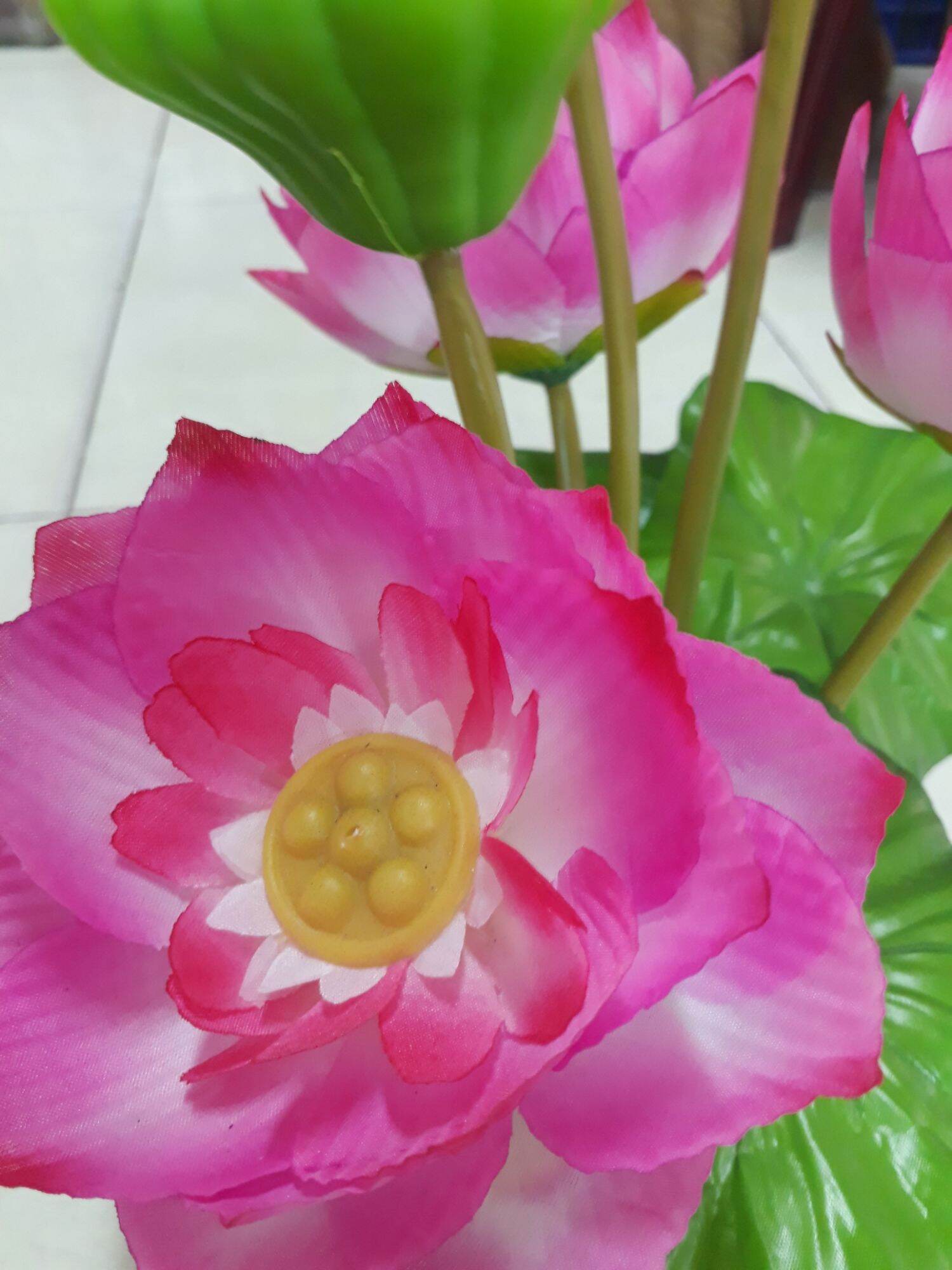 Hoa sen vải  gương sen lớn