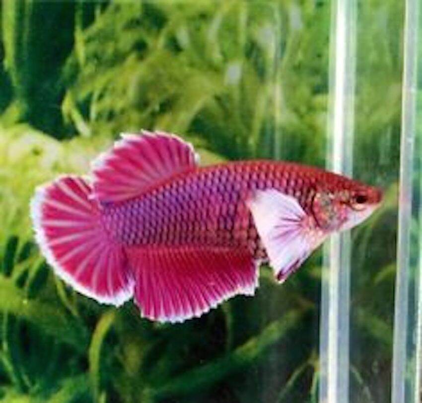 Cá dumbo lavender - Betta dumbo mái (cá mái) - Q3 - NH - 2