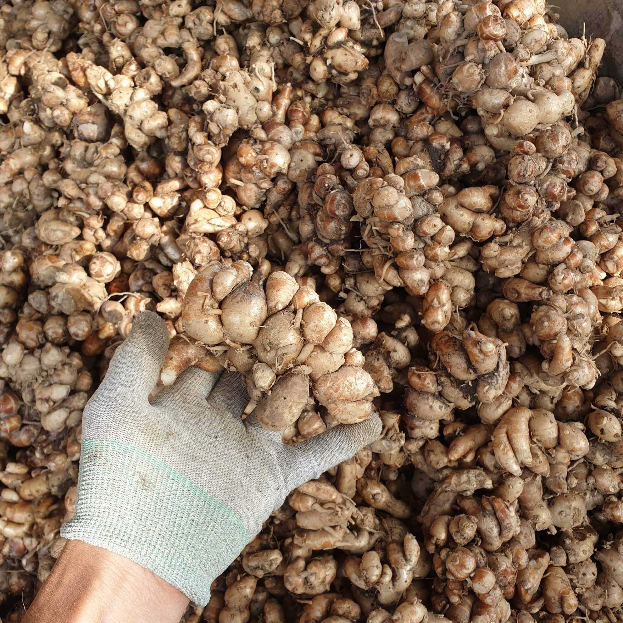 1kg Củ địa liền tươi củ to ( xá kiếng/ xá kén)