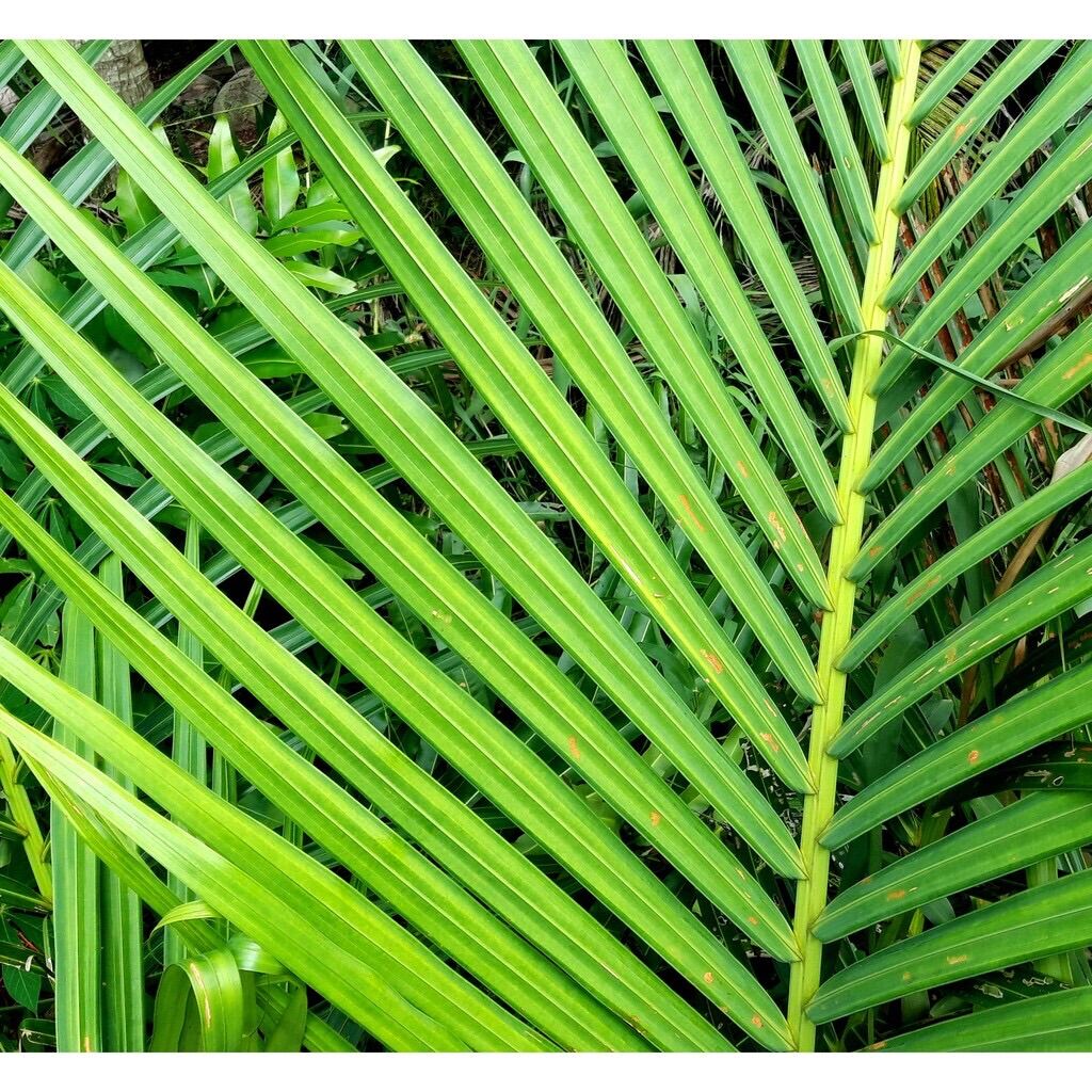 Lá dừa nước tươi 0,5kg