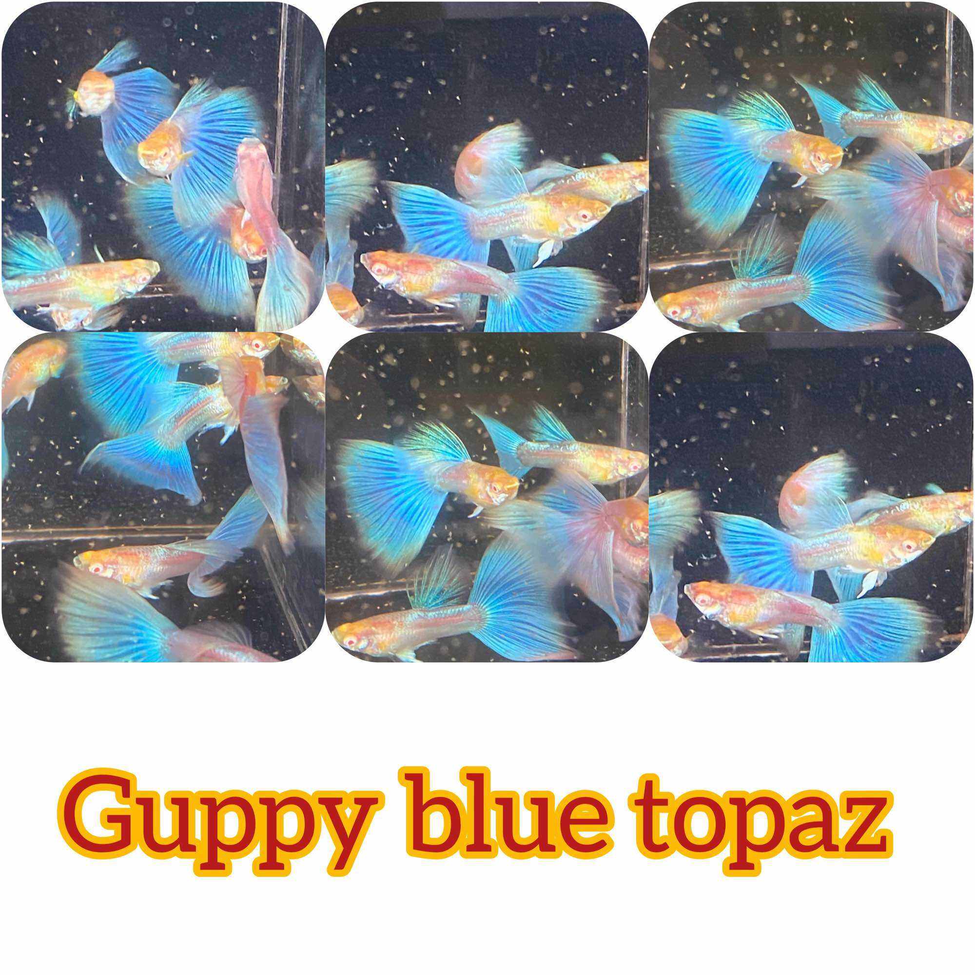 GUPPY 1 CẶP BLUE TOPAZ RIBON LÀM GIỐNG