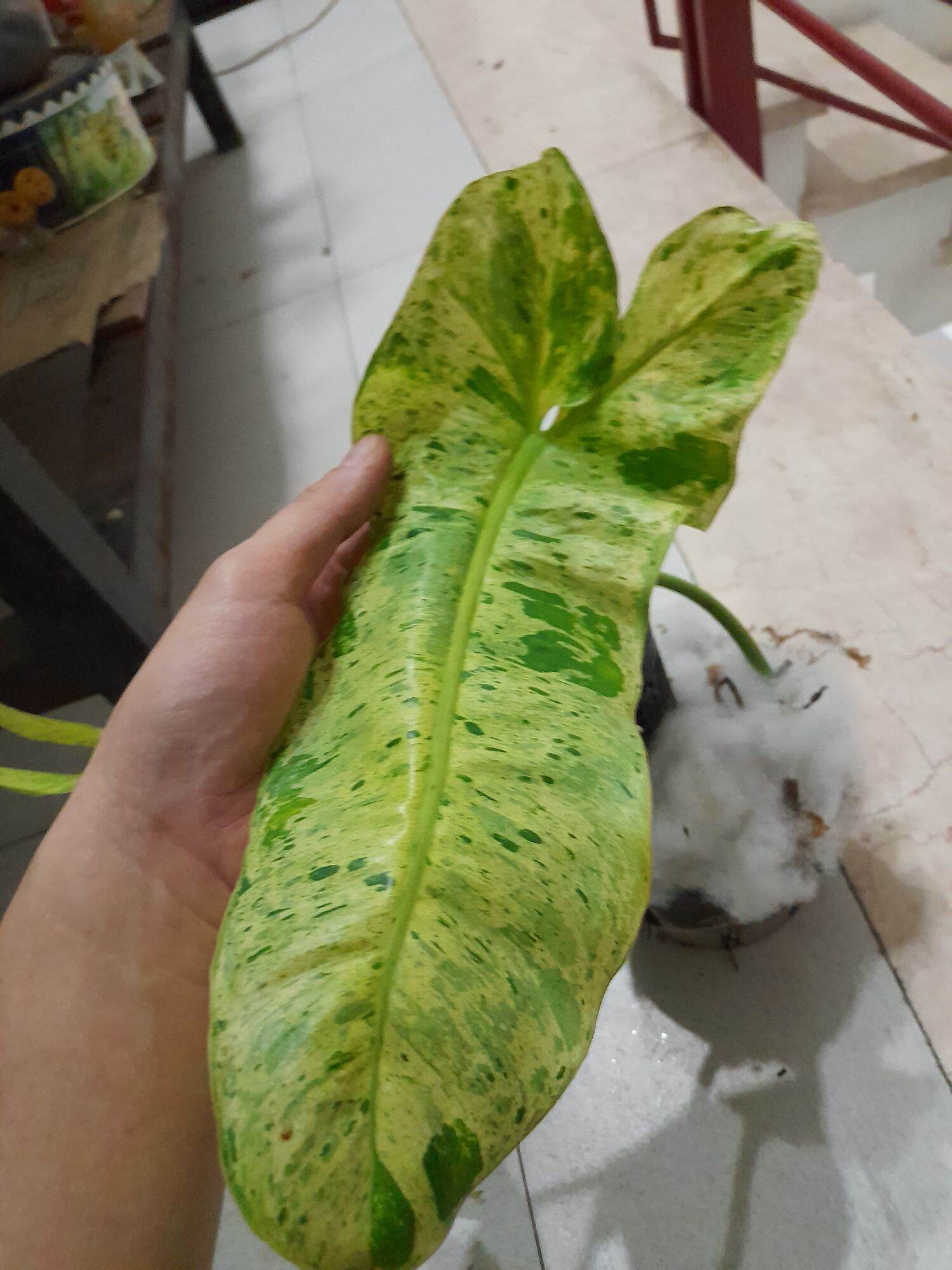 TRẦU BÀ PHILODENDRON PARAISO VERDE