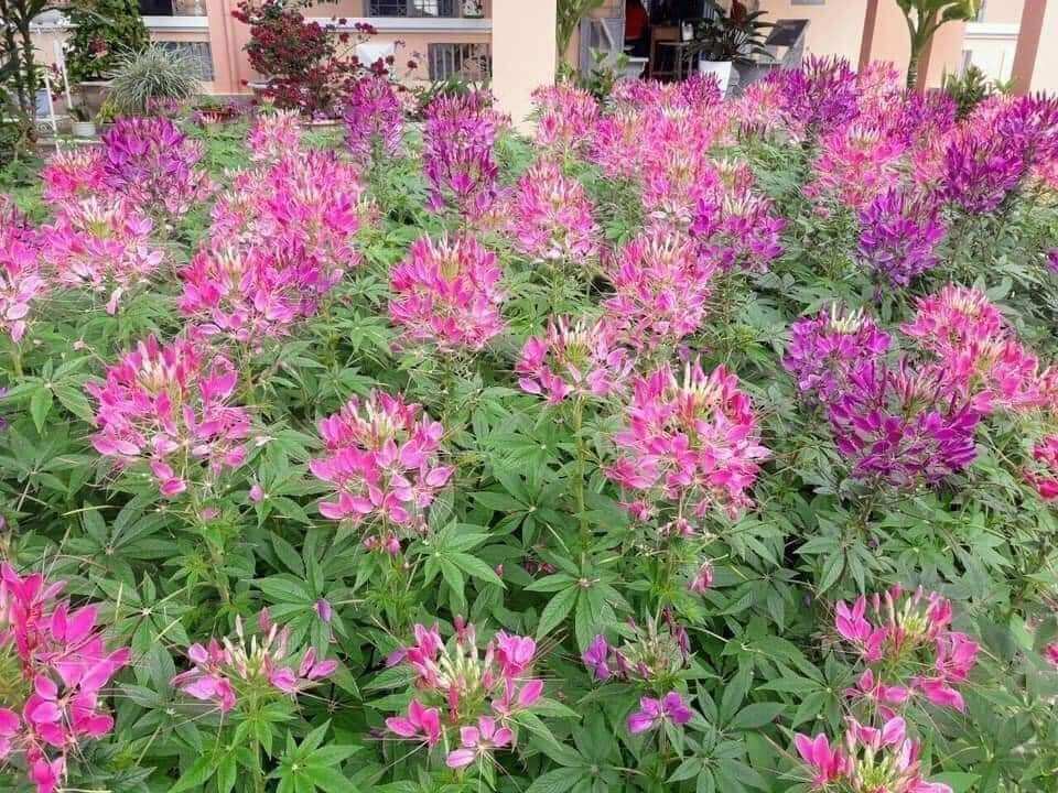 Hạt giống hoa túy điệp chuẩn hoa tết