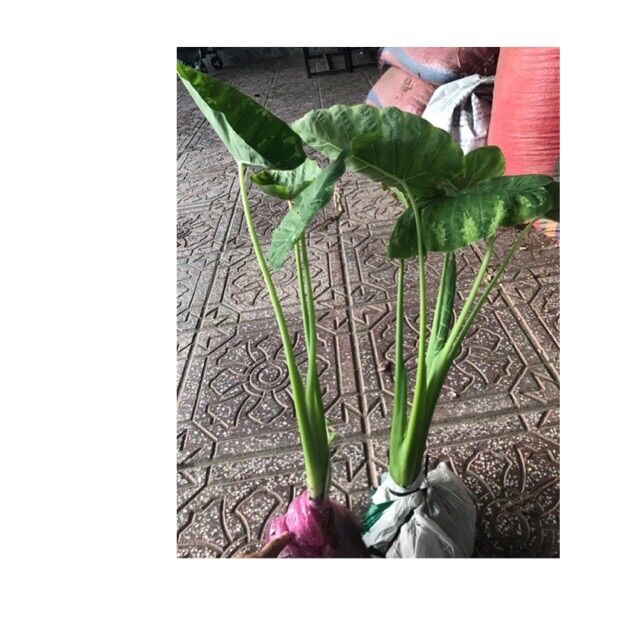 Cây bạc hà