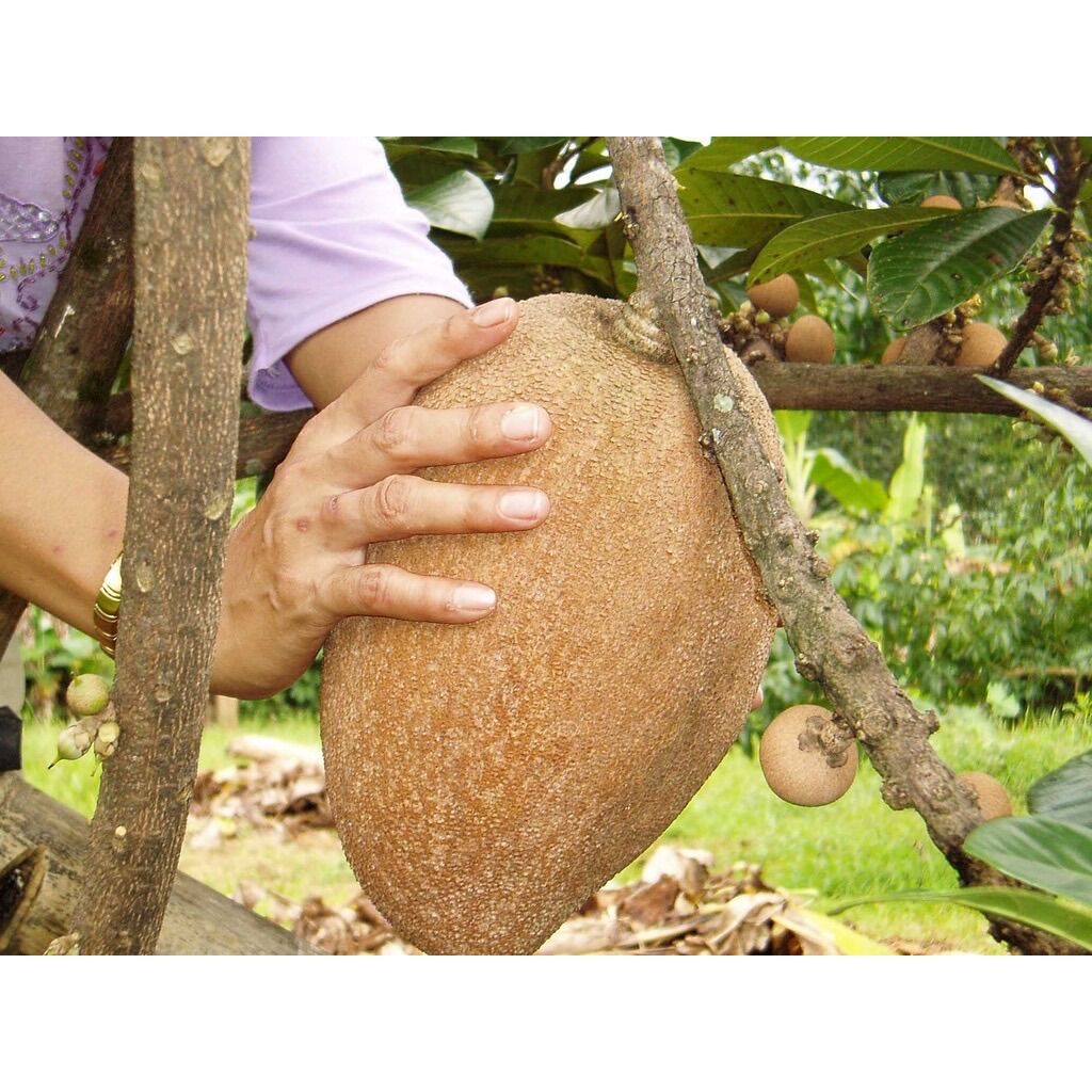 Cây giống Hồng xiêm ruột đỏ