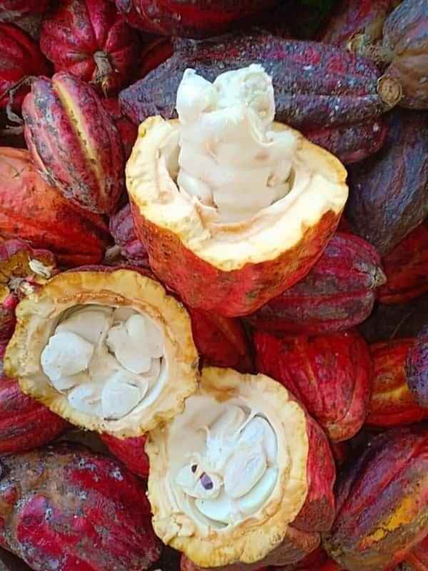 BỘT CACAO ĐẮK LẮK NGUYÊN CHẤT CHUẨN XỊN (HỘP 500GR)
