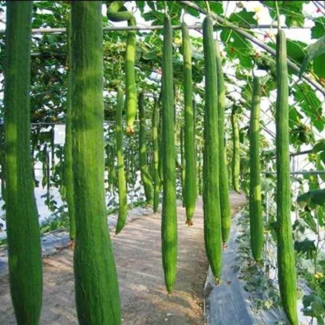 Hạt giống mướp hương siêu dài trái có chiều dài lên đến 1.2 mét hạt giống nhập khẩu nguyên gói thái lan gói 30 hạt
