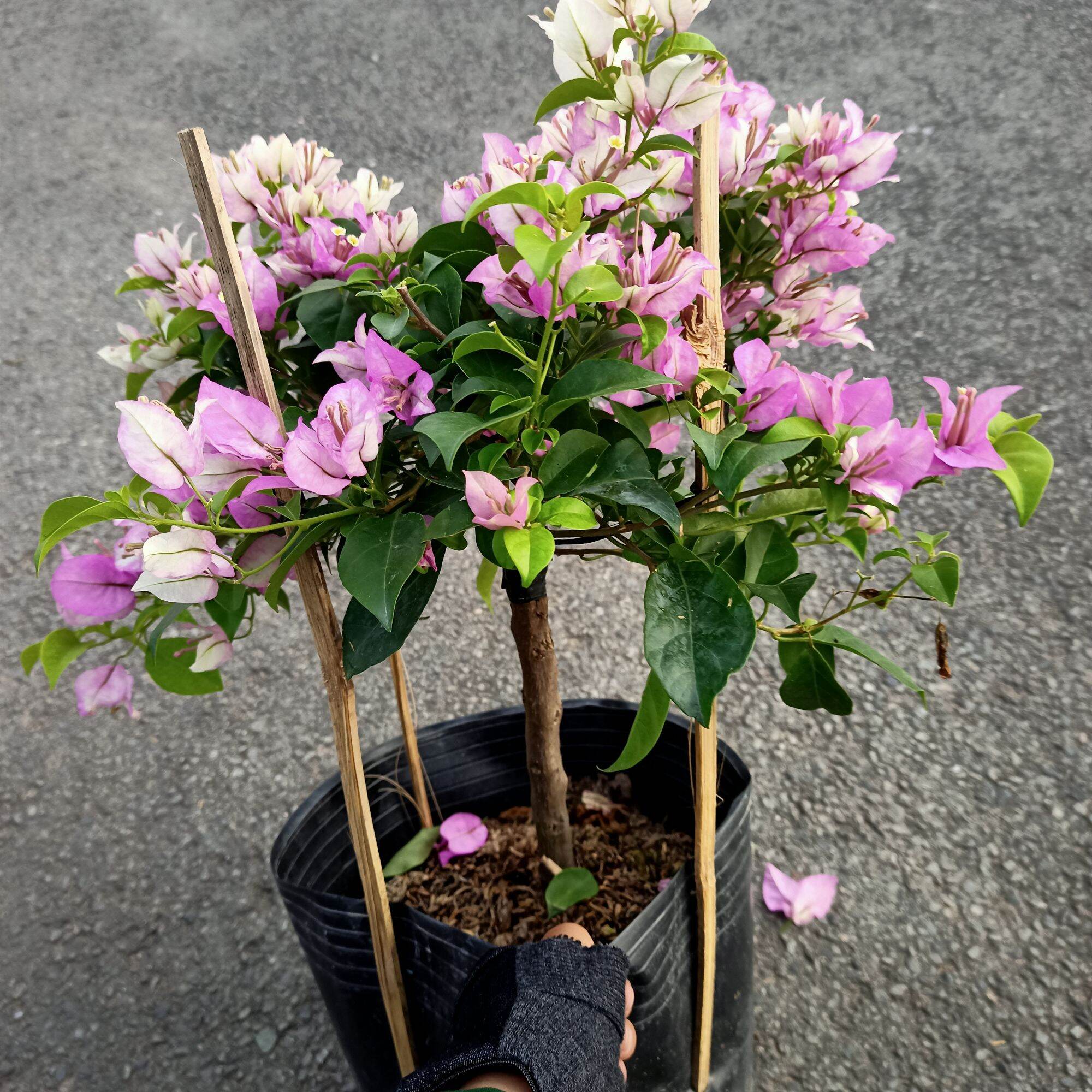Chậu cây bông giấy tím tuyết dáng tree