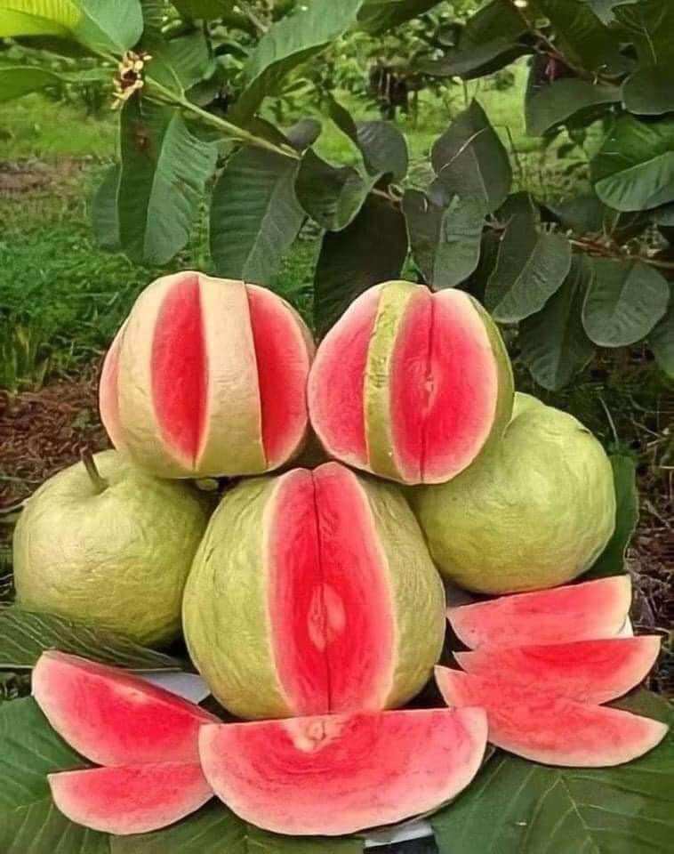 Cây giống ổi đào ổi rubi