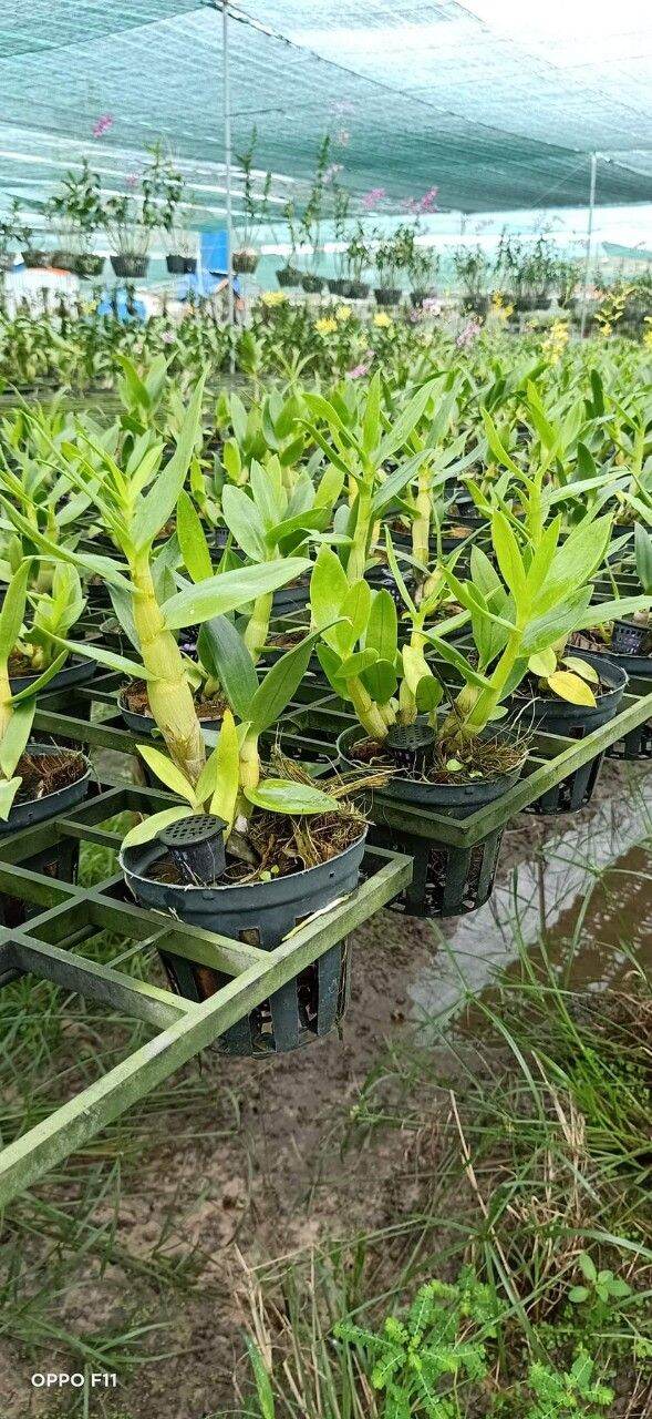 Lan denro nắng cánh chuồn đứng ngọn sắp hoa